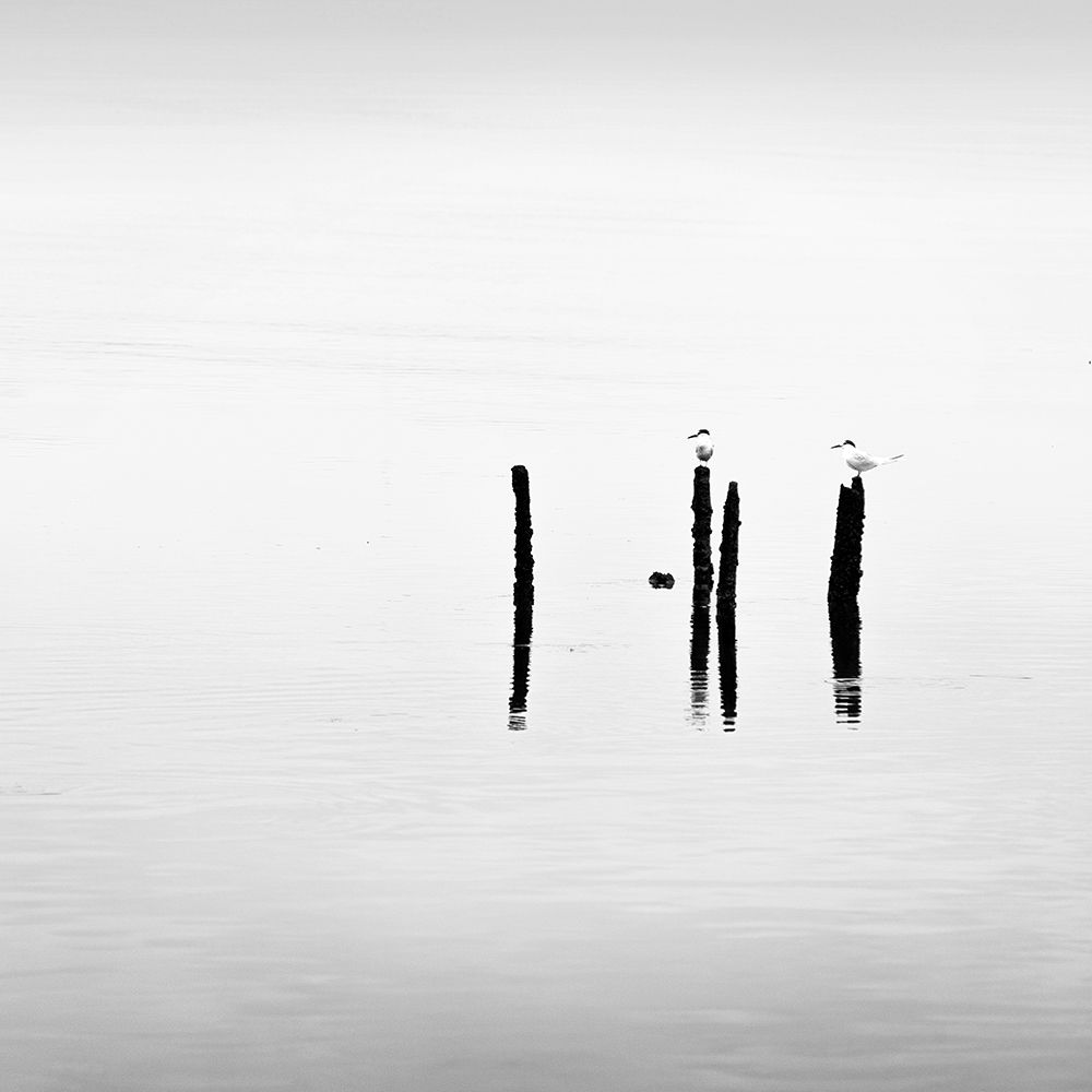 Sticks and Birds I art print by Praxis Studio for $57.95 CAD