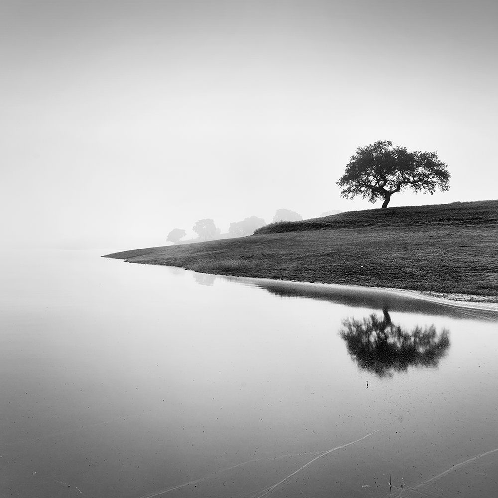 Tree in the Lake art print by Praxis Studio for $57.95 CAD