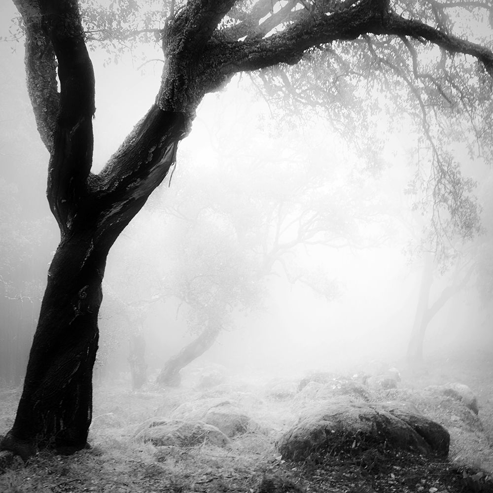 Oak Tree art print by Praxis Studio for $57.95 CAD