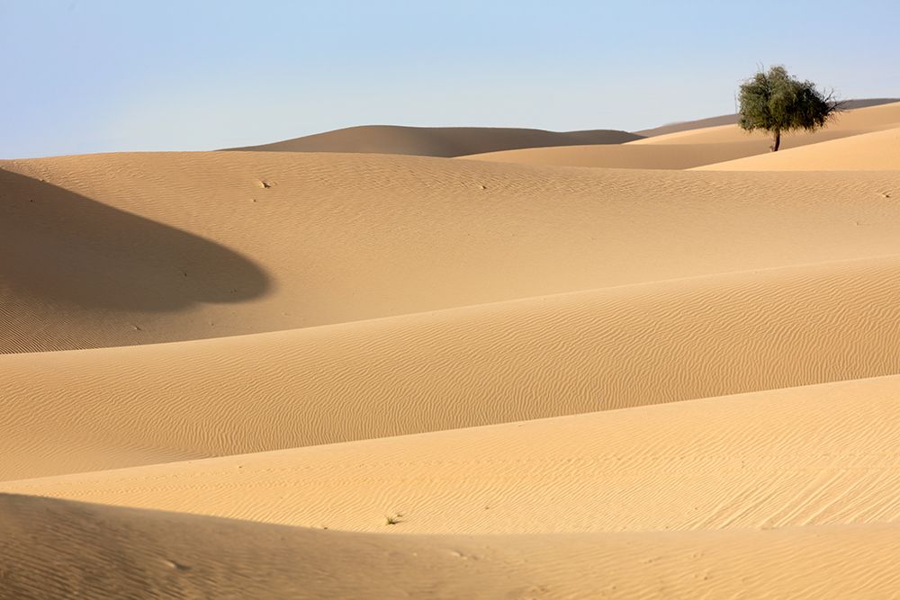 Desert Study C art print by Praxis Studio for $57.95 CAD