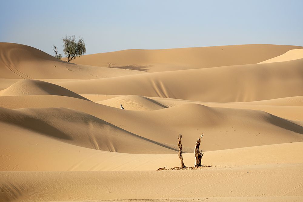 Desert Study D art print by Praxis Studio for $57.95 CAD