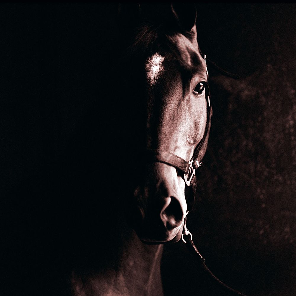 Tevy art print by Susan Friedman for $57.95 CAD