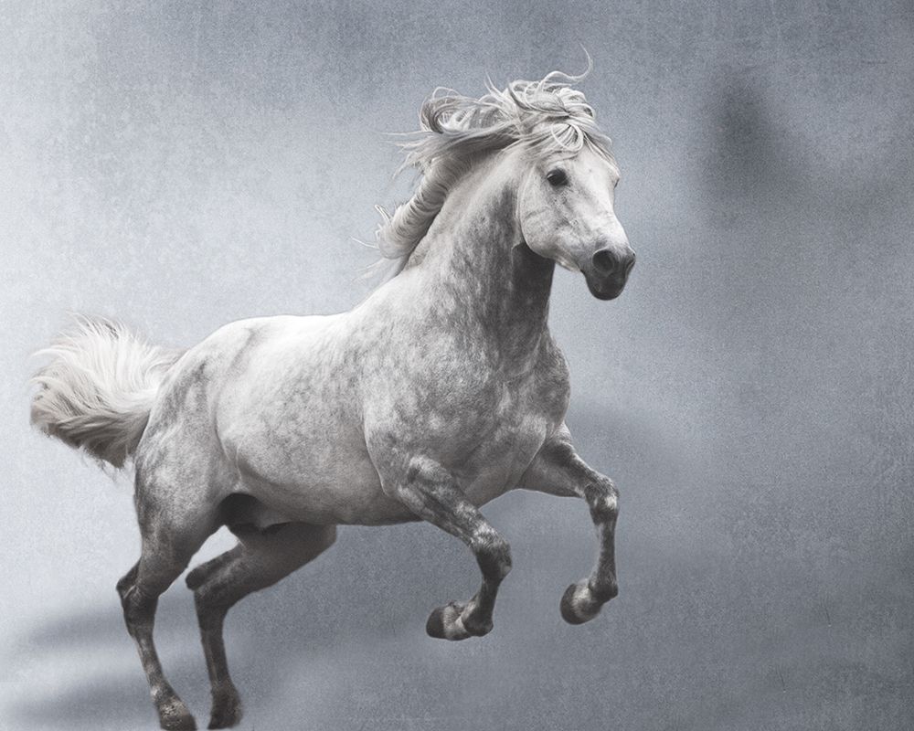 Grey on Grey art print by Susan Friedman for $57.95 CAD