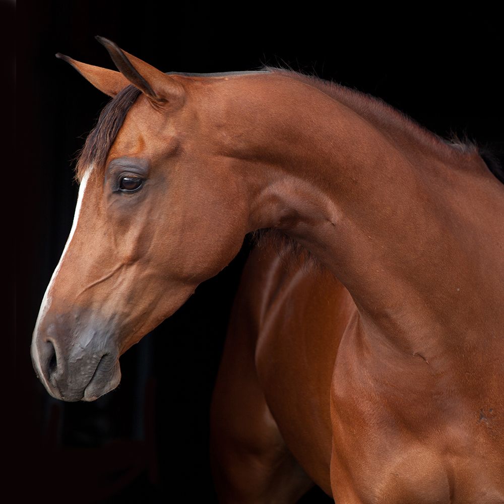 Jack art print by Susan Friedman for $57.95 CAD