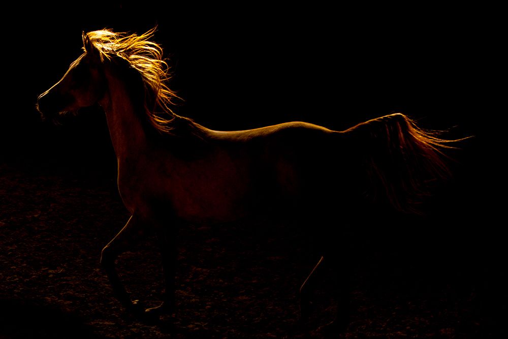 Rim Light art print by Susan Friedman for $57.95 CAD