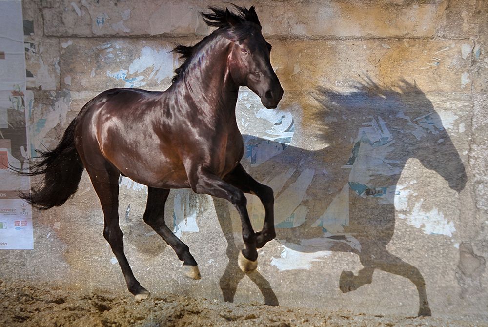 Shadow art print by Susan Friedman for $57.95 CAD