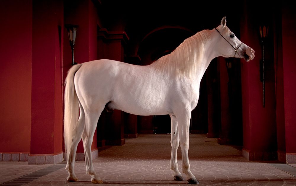 Arabian Stallion Morocco art print by Susan Friedman for $57.95 CAD