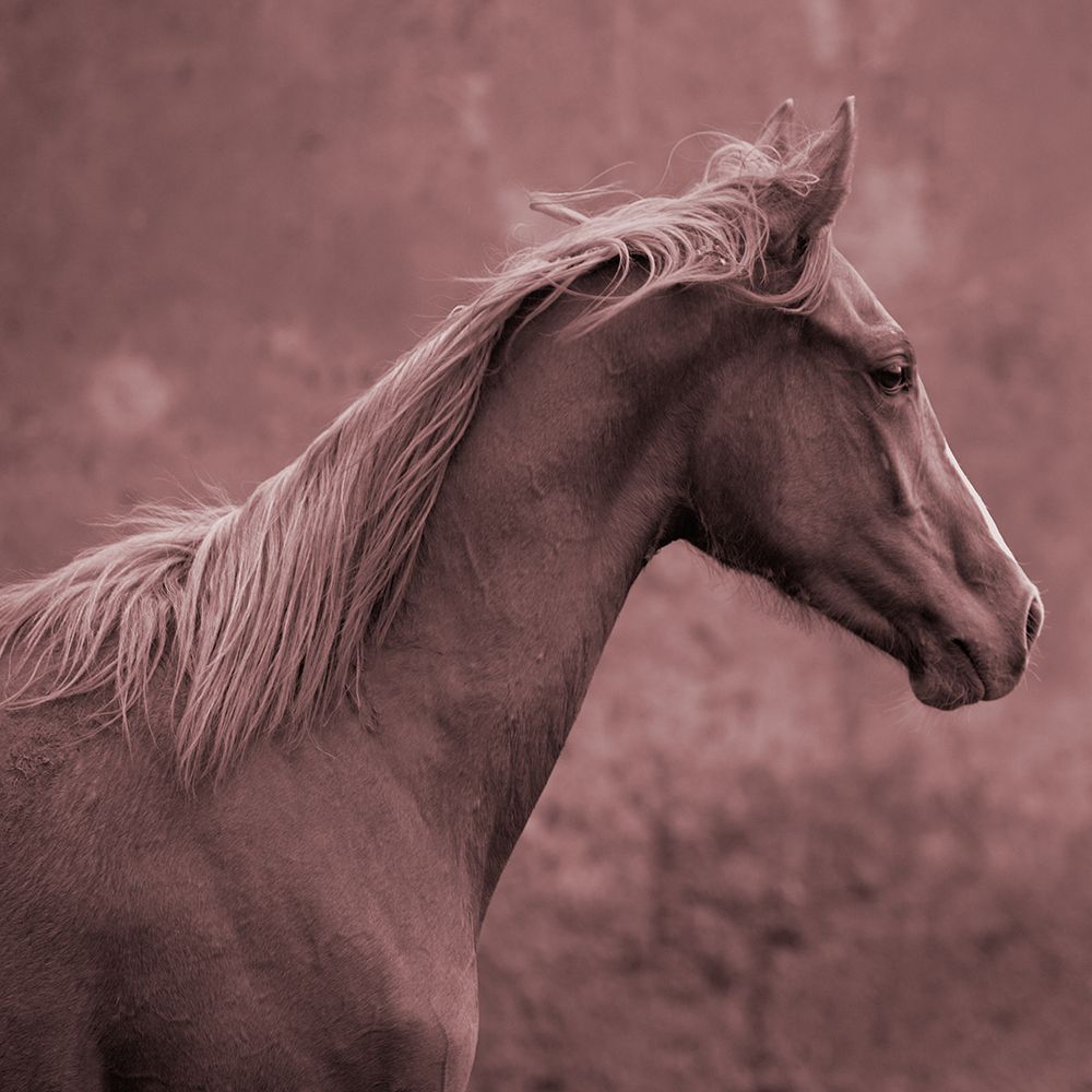 Colt art print by Susan Friedman for $57.95 CAD