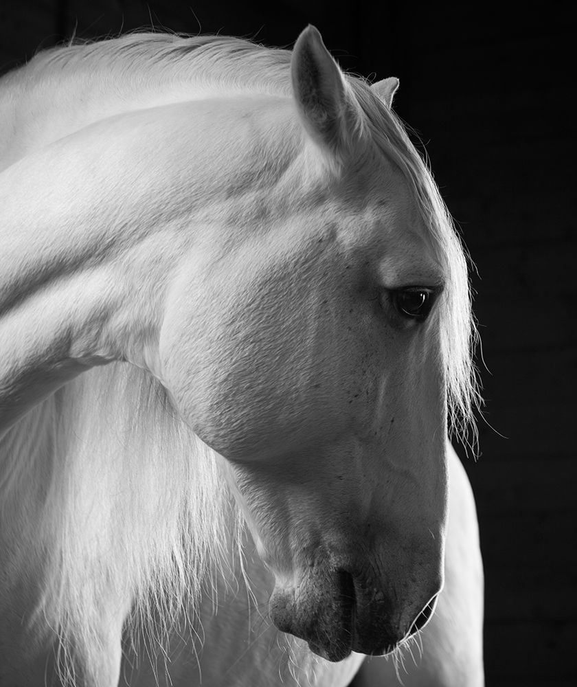 Fado II art print by Susan Friedman for $57.95 CAD