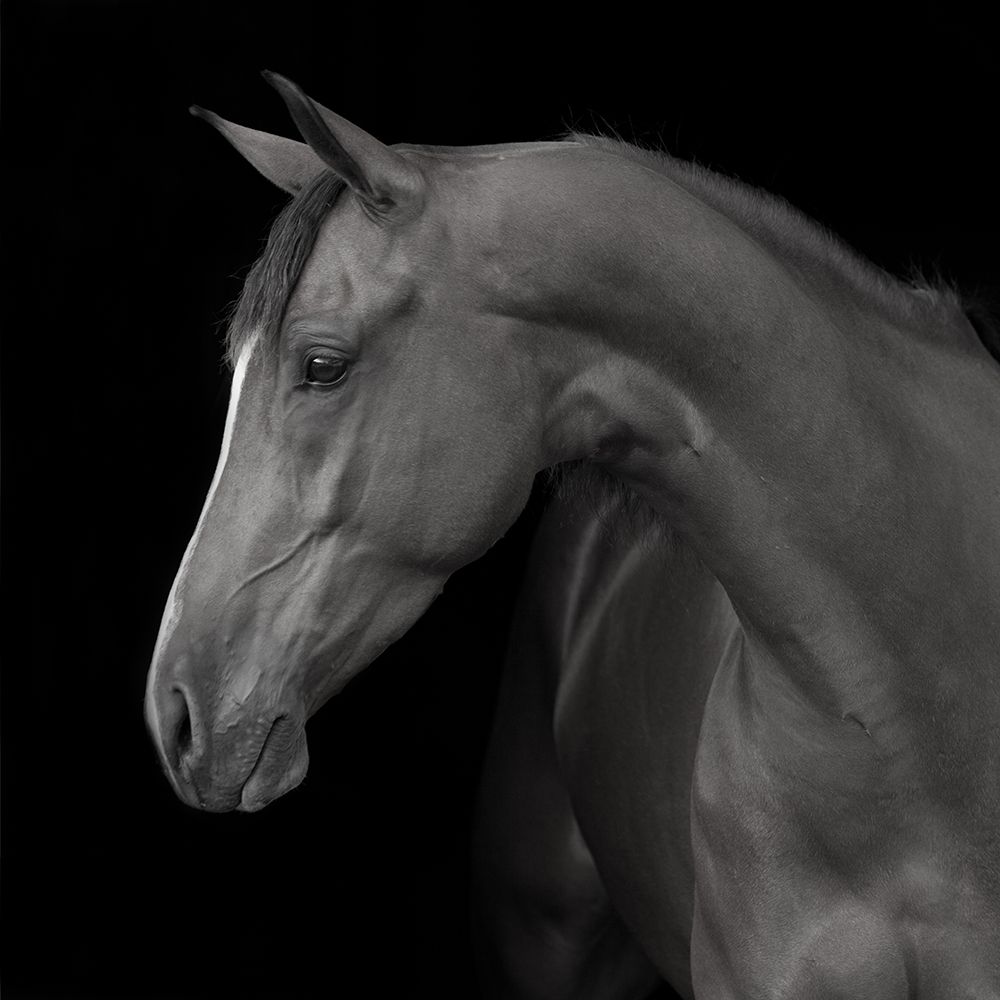 Jack art print by Susan Friedman for $57.95 CAD