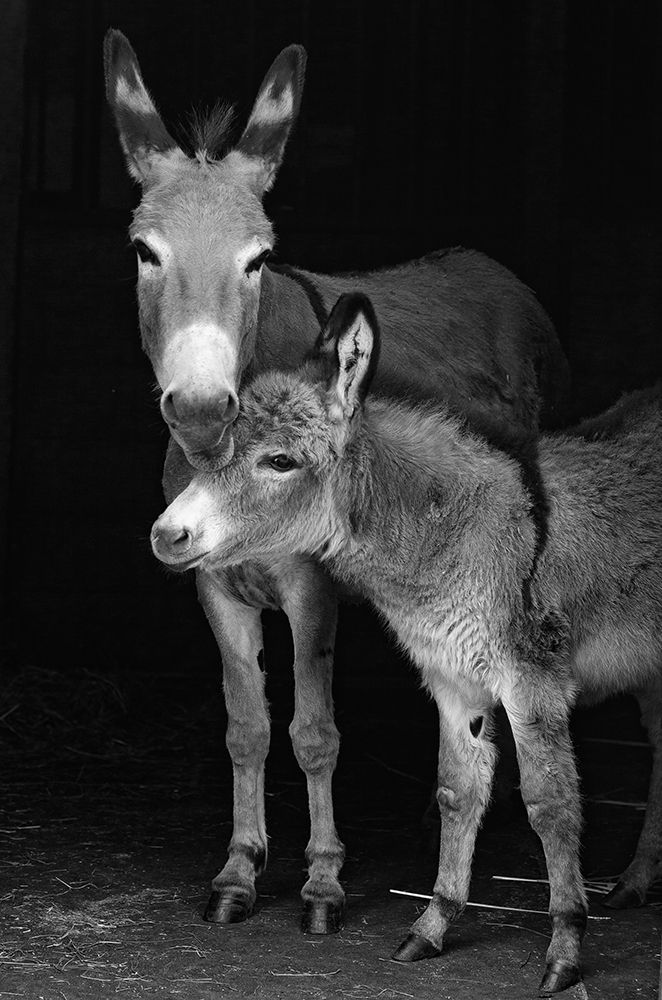 Jelly Bean And Mom art print by Susan Friedman for $57.95 CAD