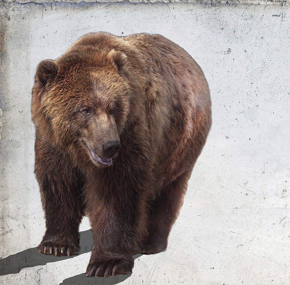 Bear II art print by Susan Friedman for $57.95 CAD
