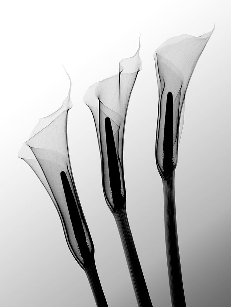 Calas I art print by Hong Pham for $57.95 CAD