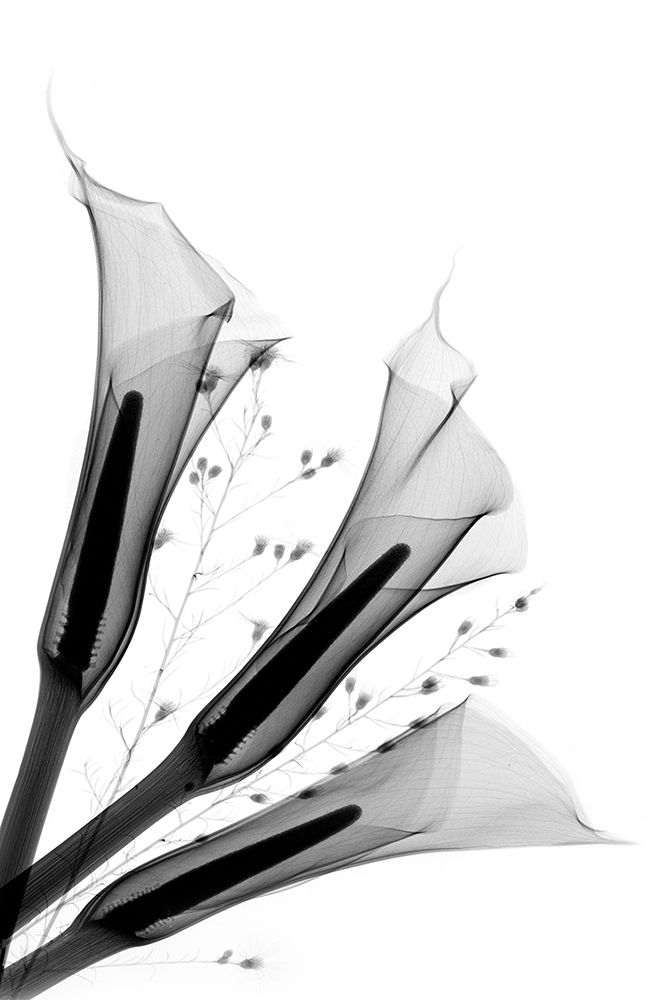 Calas III art print by Hong Pham for $57.95 CAD
