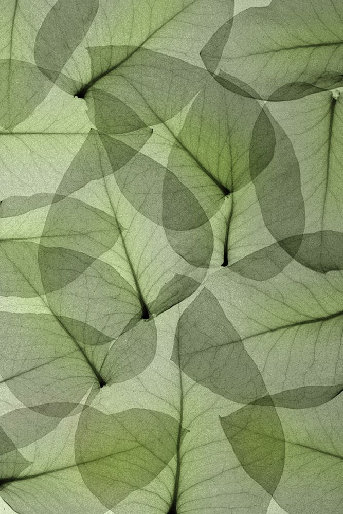 Eucalyptus art print by Hong Pham for $57.95 CAD