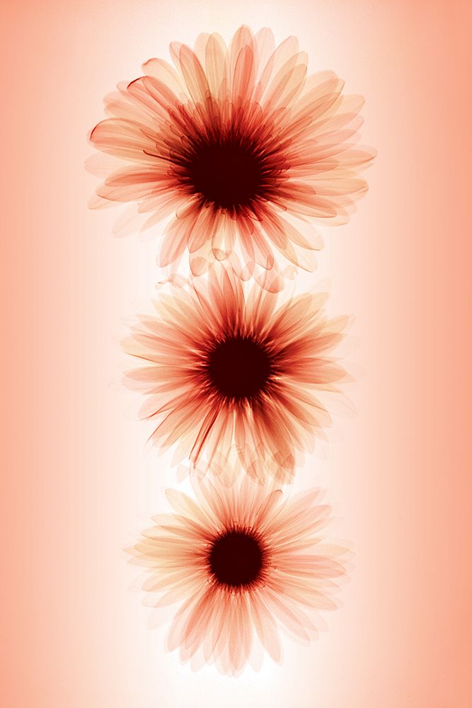Daisies art print by Hong Pham for $57.95 CAD