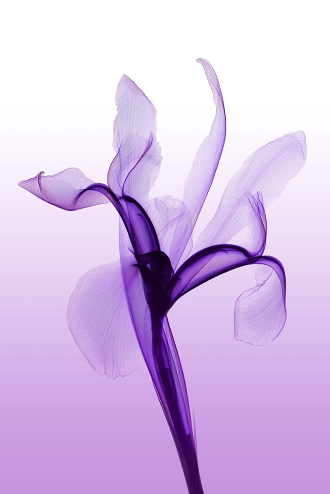 Iris I art print by Hong Pham for $57.95 CAD