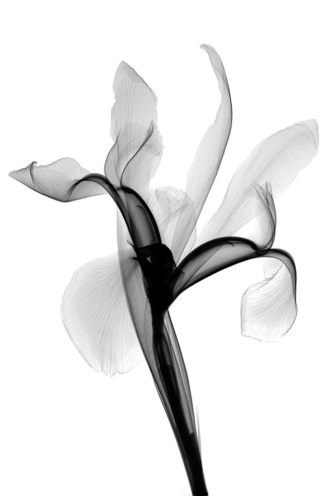 Iris II art print by Hong Pham for $57.95 CAD
