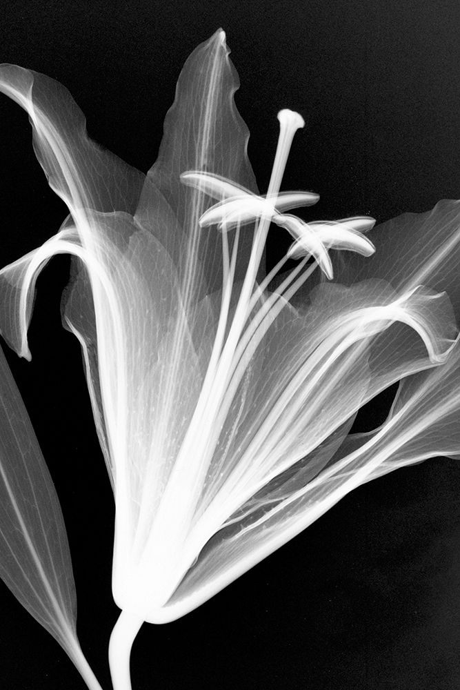 Lily I art print by Hong Pham for $57.95 CAD