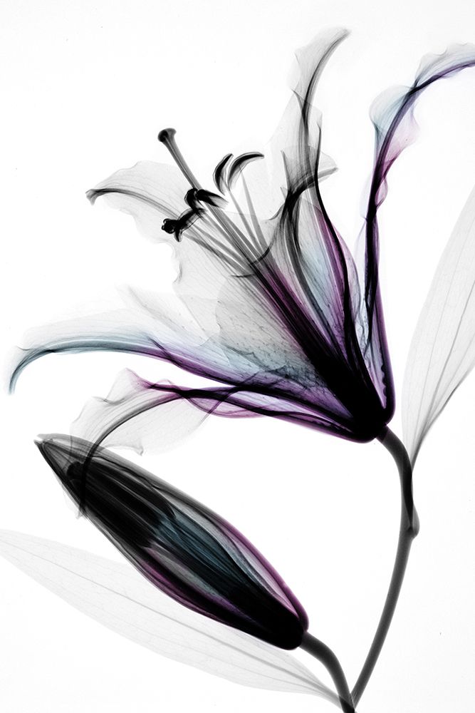Lily II art print by Hong Pham for $57.95 CAD