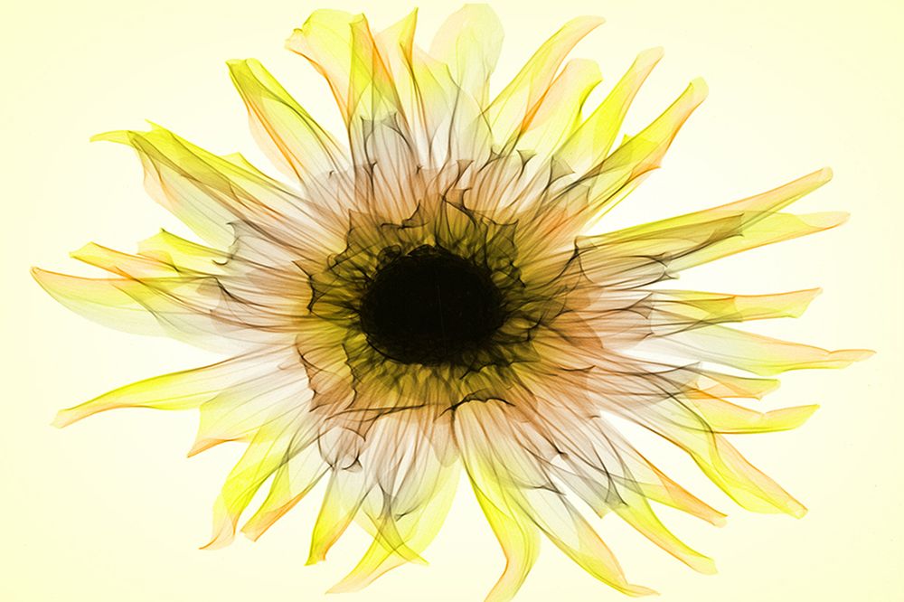 Dahlia art print by Hong Pham for $57.95 CAD
