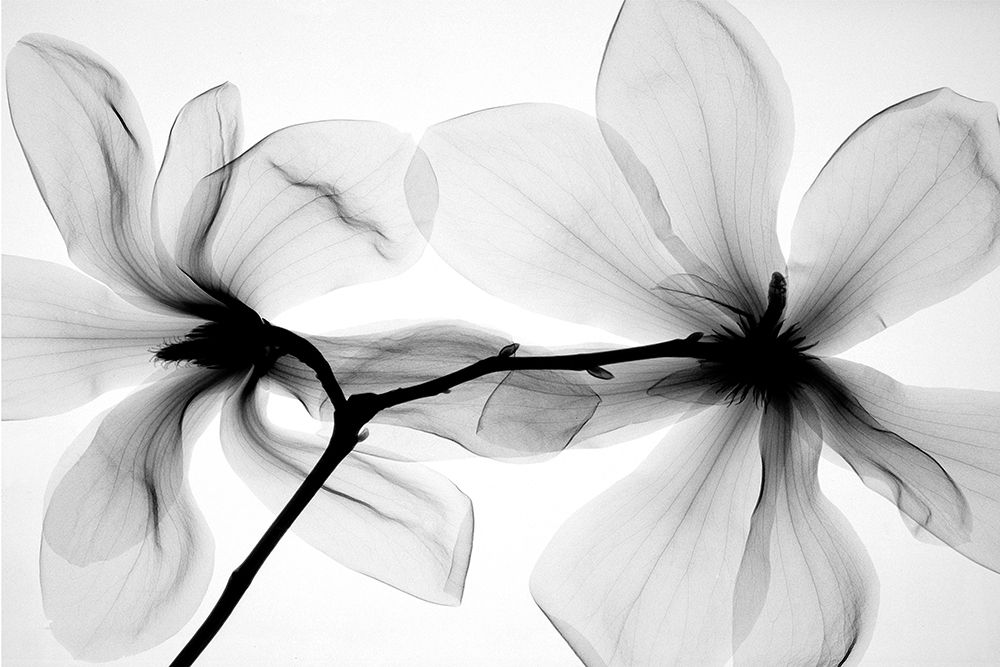 Magnolia art print by Hong Pham for $57.95 CAD