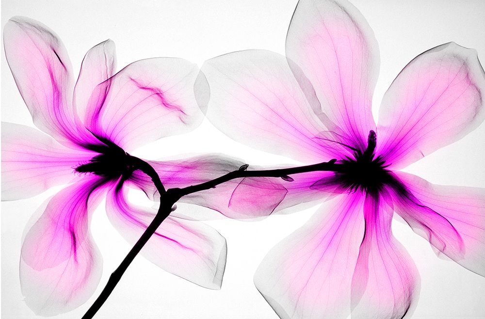 Magnoliascolor art print by Hong Pham for $57.95 CAD