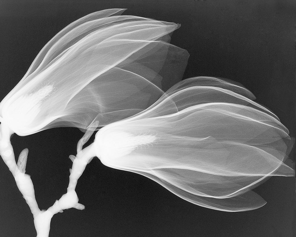 Magnolia I art print by Hong Pham for $57.95 CAD
