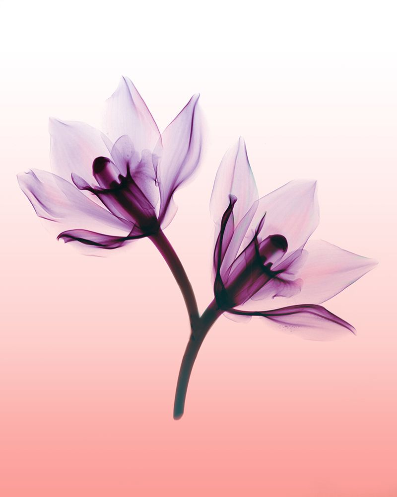 Orchids II art print by Hong Pham for $57.95 CAD
