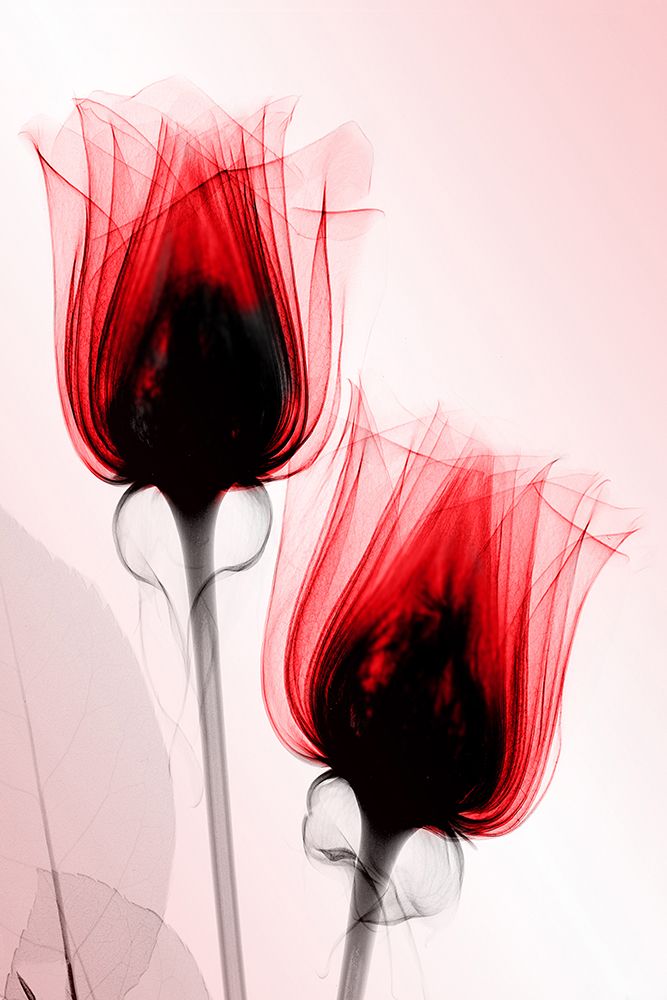 Roses I art print by Hong Pham for $57.95 CAD