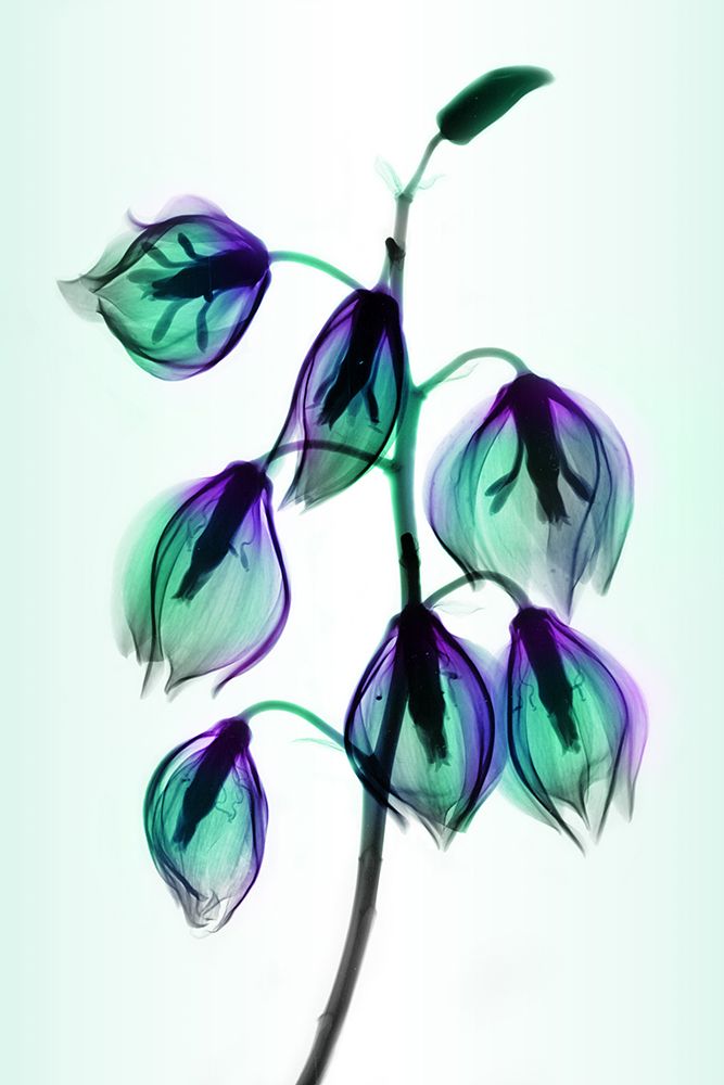 Yucca art print by Hong Pham for $57.95 CAD