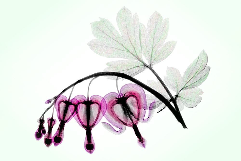 Bleeding Heart art print by Hong Pham for $57.95 CAD