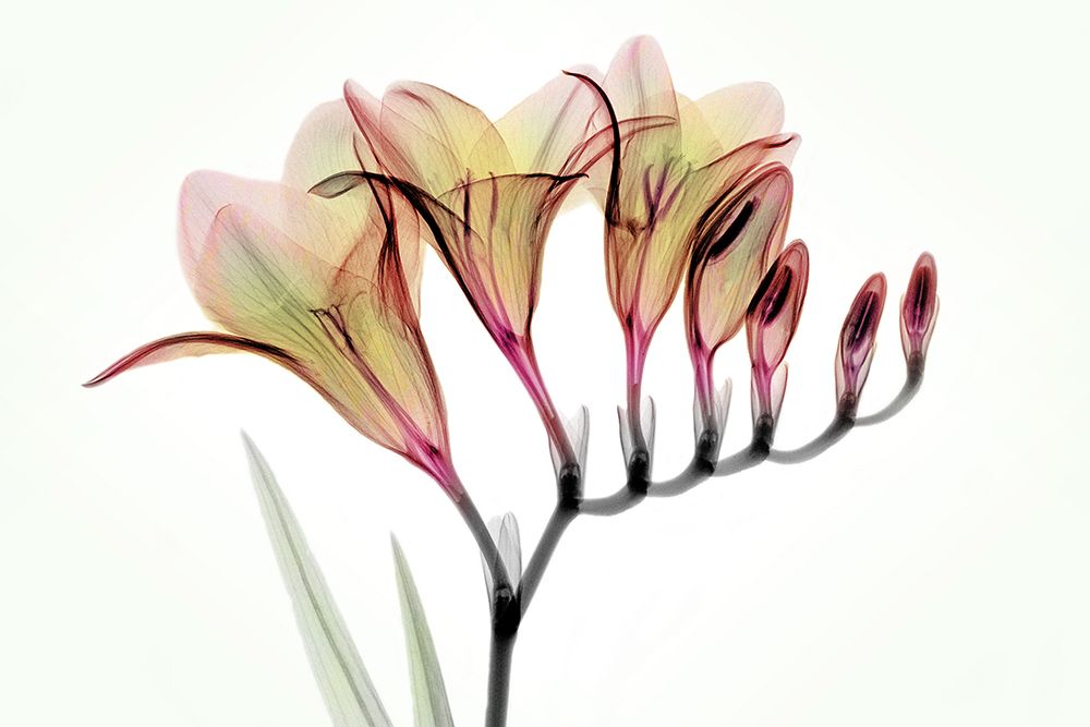 Fresia art print by Hong Pham for $57.95 CAD