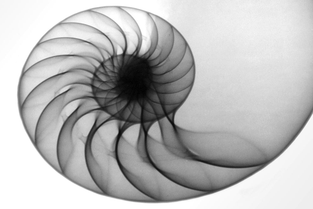 Nautilus II art print by Hong Pham for $57.95 CAD