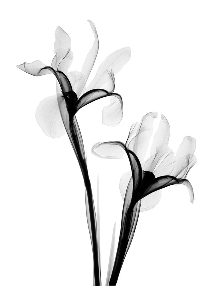 Two Irises art print by Hong Pham for $57.95 CAD