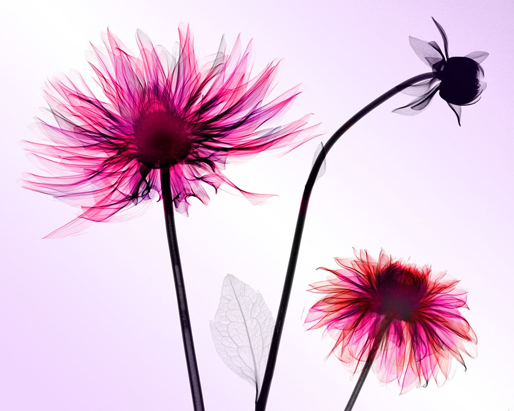 Three Dahlias art print by Hong Pham for $57.95 CAD