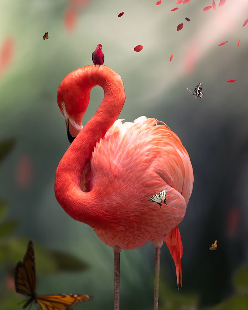 Flamingo art print by Roman Robroek for $57.95 CAD
