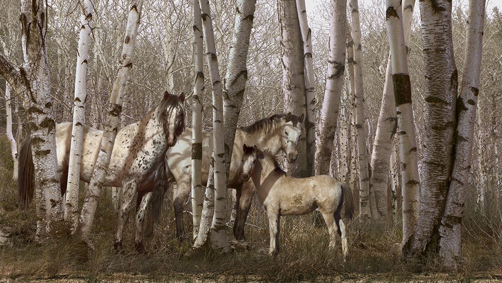 Birchwood Family art print by Steve Hunziker for $57.95 CAD
