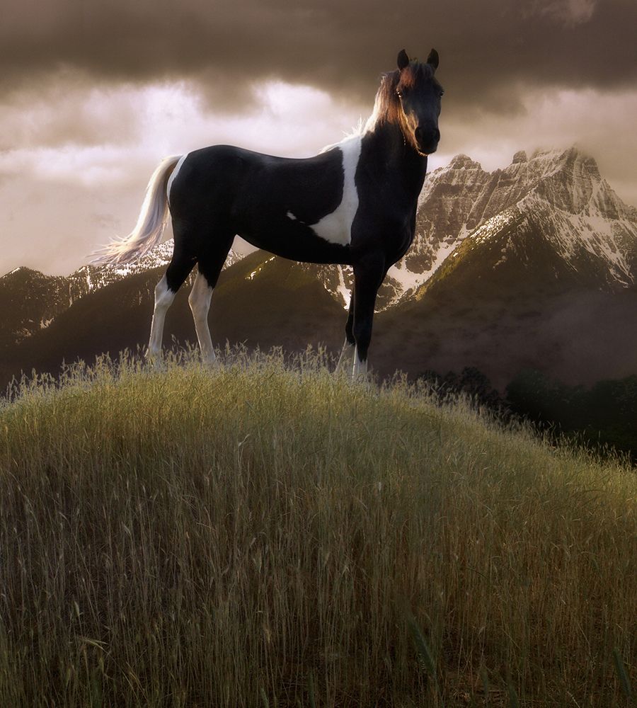 Proud Pinto art print by Steve Hunziker for $57.95 CAD