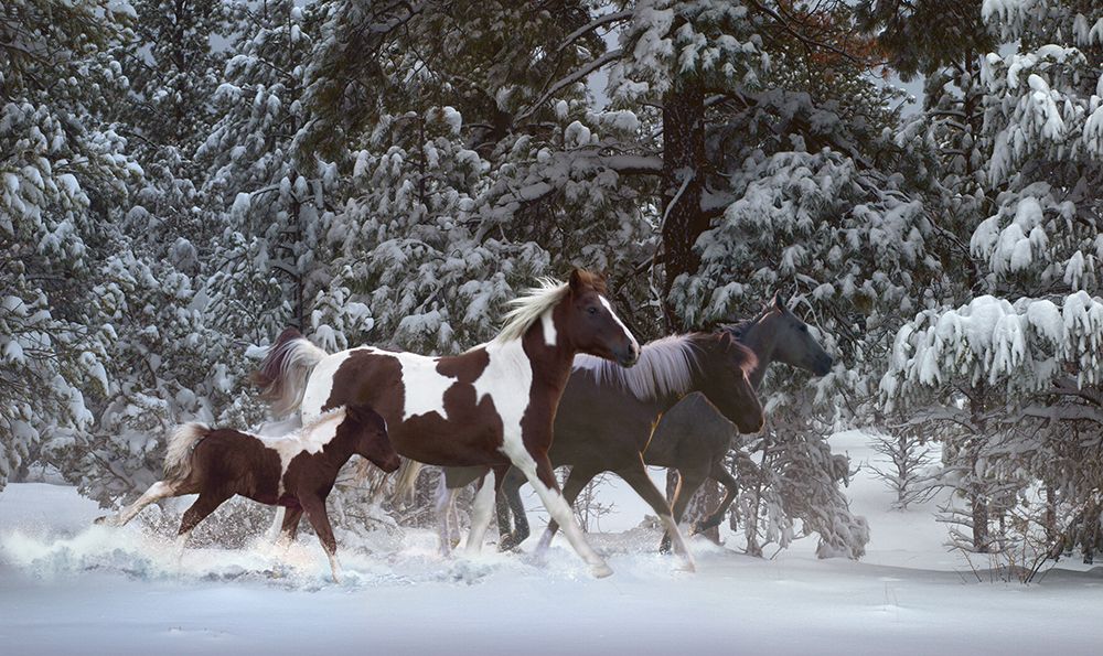 Snowy Runners art print by Steve Hunziker for $57.95 CAD