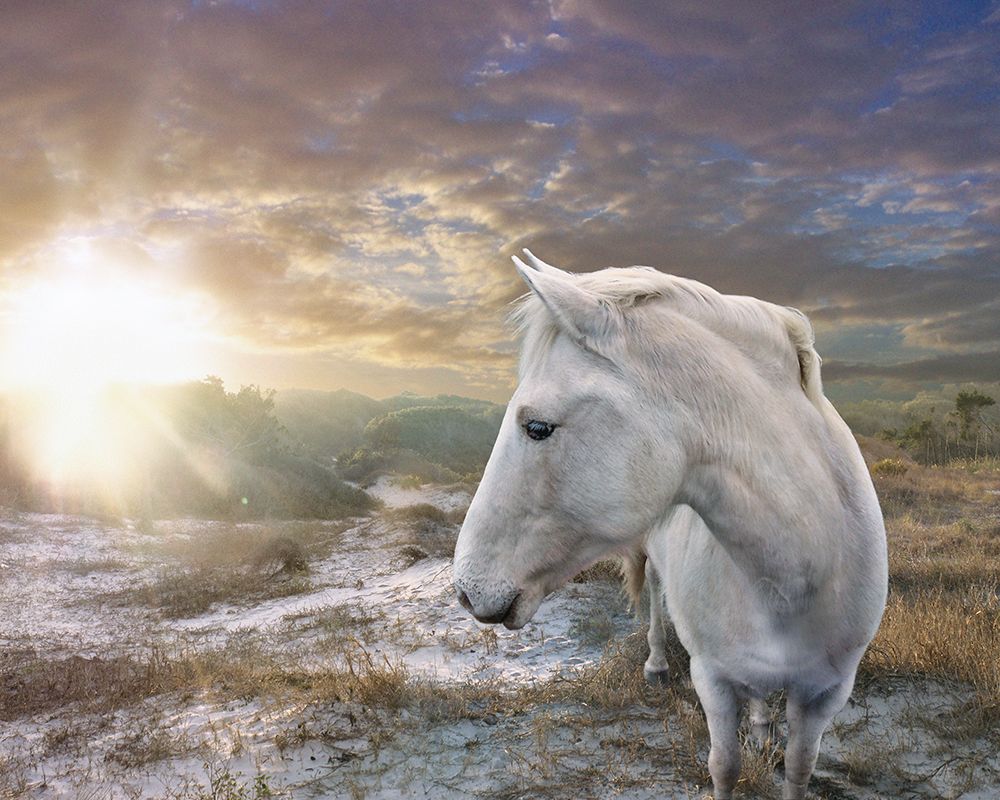 White Reflection art print by Steve Hunziker for $57.95 CAD