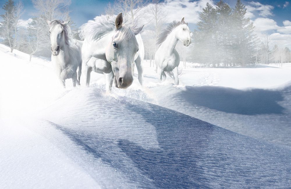 Crazy White art print by Steve Hunziker for $57.95 CAD