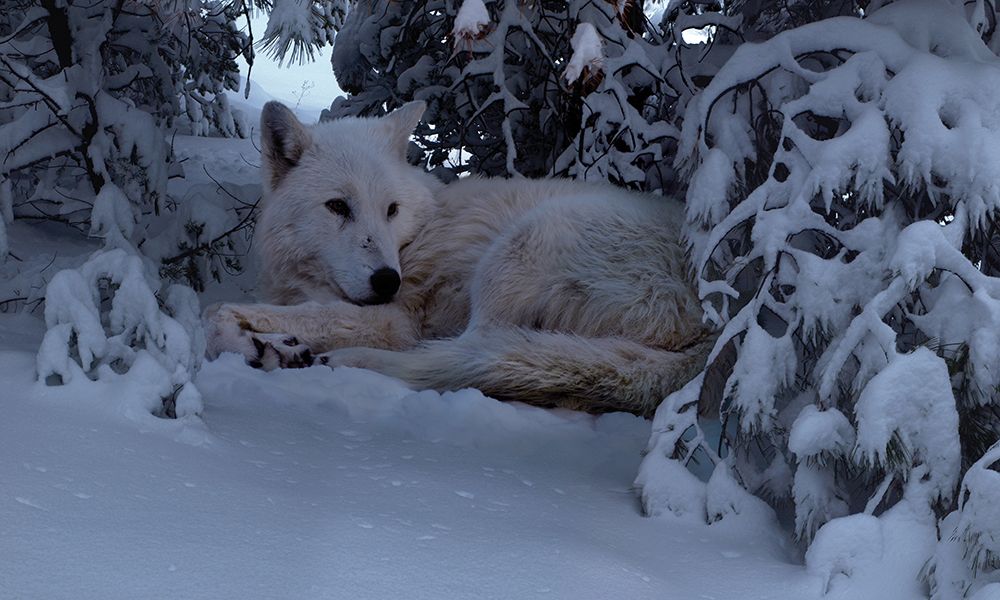Snowy Wolf art print by Steve Hunziker for $57.95 CAD