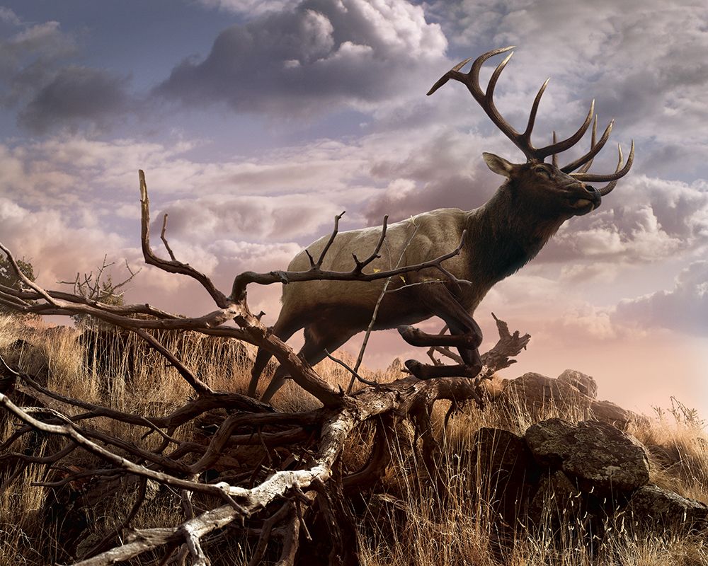 Elk Passage art print by Steve Hunziker for $57.95 CAD