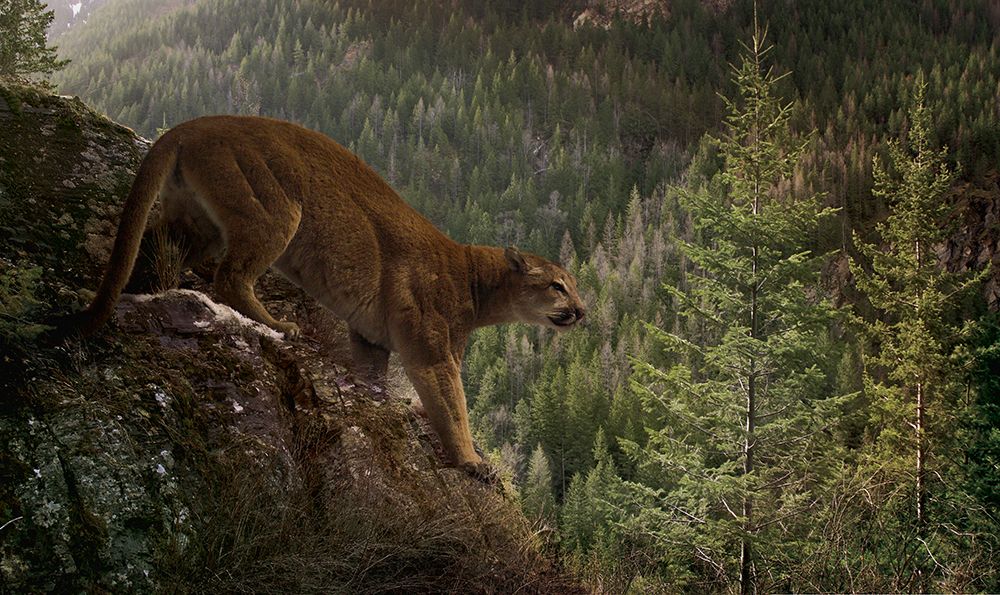 Stealthy art print by Steve Hunziker for $57.95 CAD