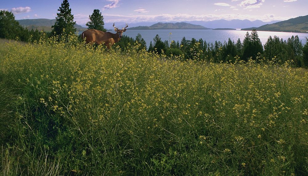 Lake Deer art print by Steve Hunziker for $57.95 CAD