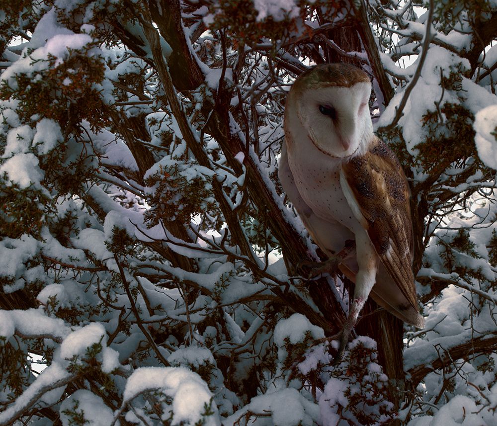 Snowy Owl art print by Steve Hunziker for $57.95 CAD