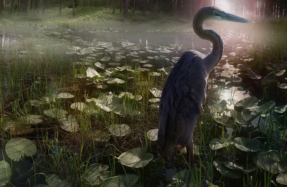 Mystic Heron art print by Steve Hunziker for $57.95 CAD
