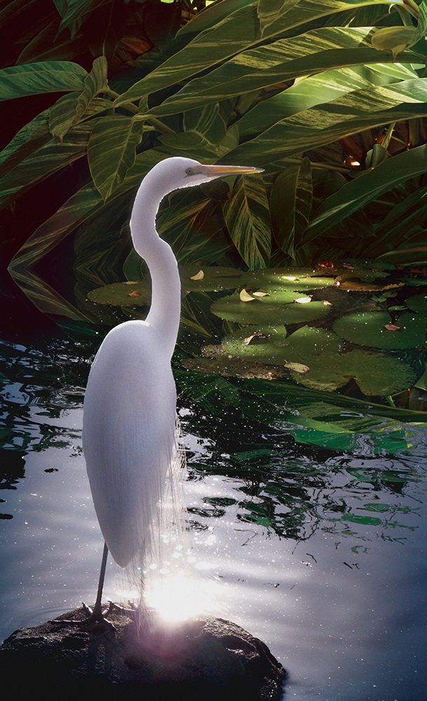 Egret Light art print by Steve Hunziker for $57.95 CAD