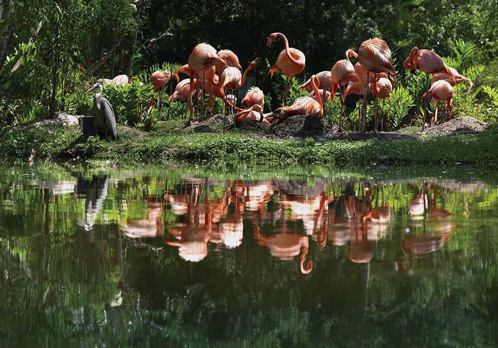 Flamingo Party art print by Steve Hunziker for $57.95 CAD